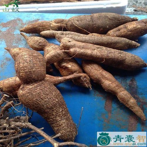 中药材坡莲藕图片