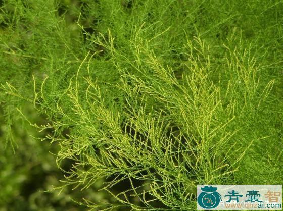 垂丝柳的性状性味归经以及功效用法和注意事项-青囊智