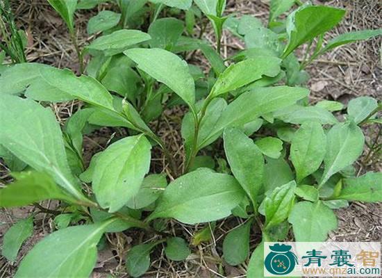 垂序马蓝的性状性味归经以及功效用法和注意事项-青囊智