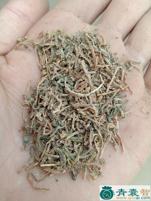 垂水的性味归经以及功效用法-青囊智