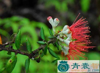中药材垂穗荛花图片