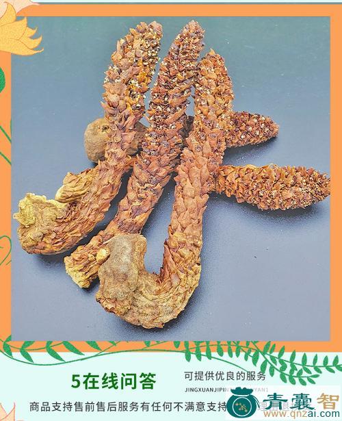 中药材埋哥当牧图片