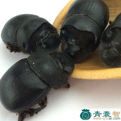 中药材埋摸郎图片