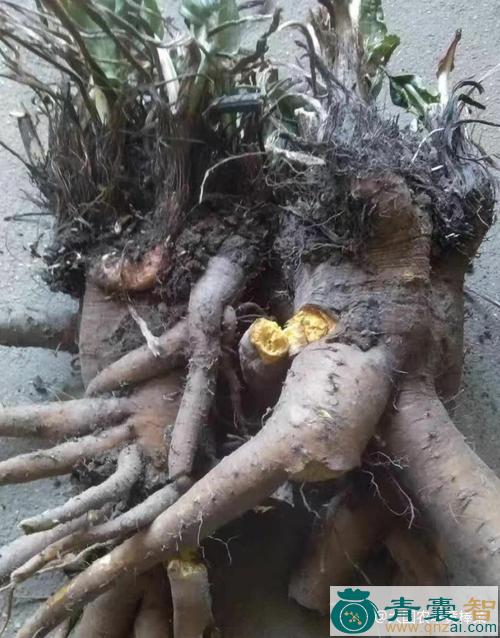 中药材埋罕图片