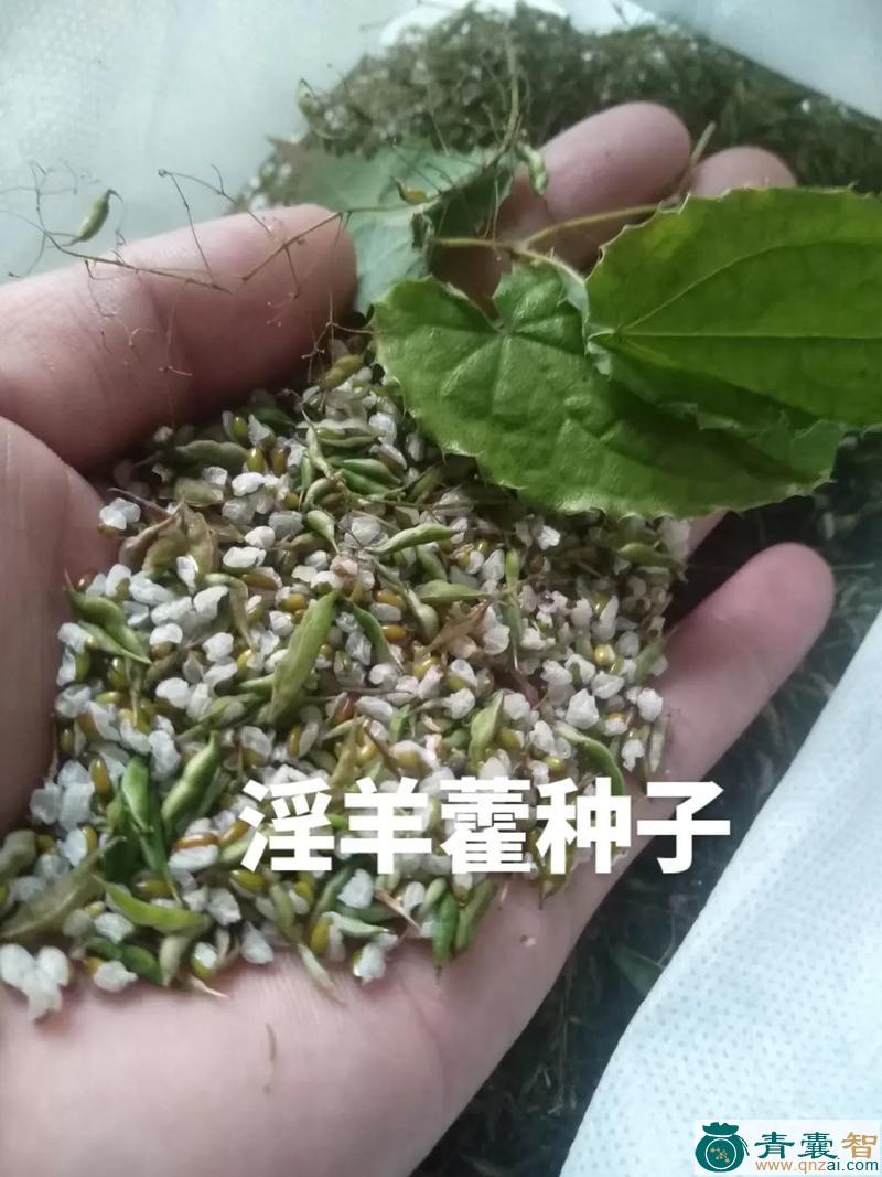 中药材城墙花图片