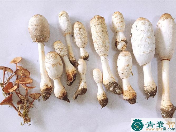 中药材堆肥鬼伞图片