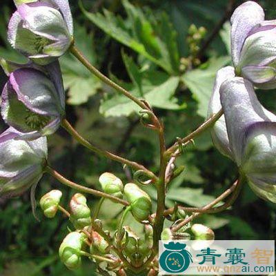 中药材堵喇图片