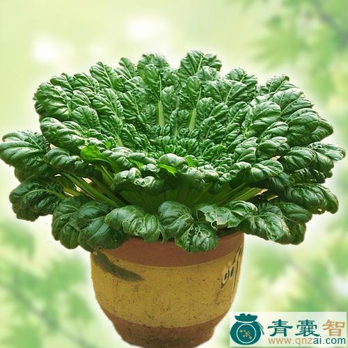 中药材塌菜图片
