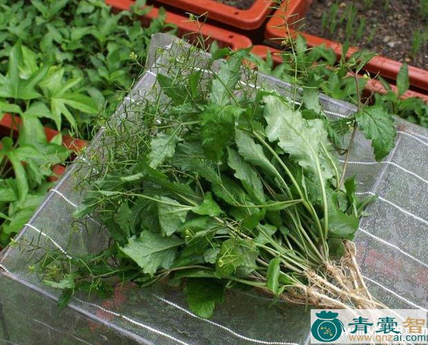 中药材塘壳菜图片