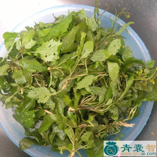 中药材塘底菜图片