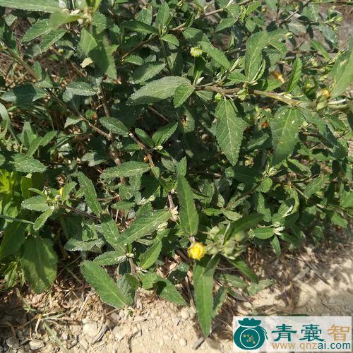 中药材塘罗达图片