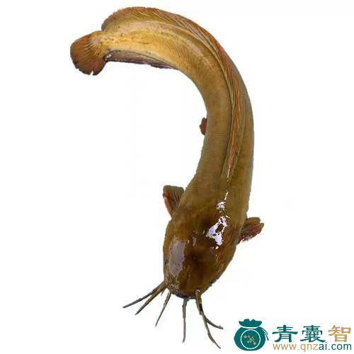 中药材塘虱鱼图片