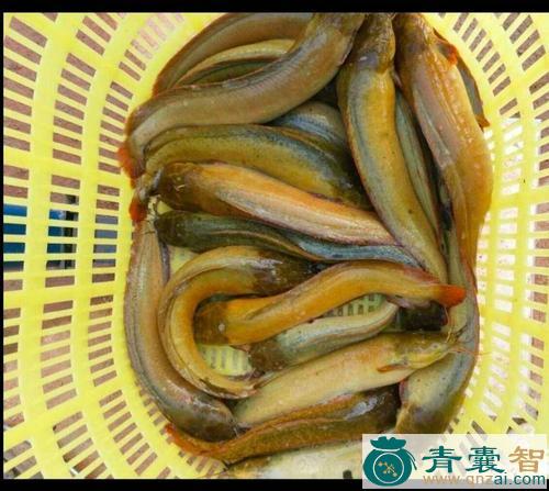 中药材塘角鱼图片