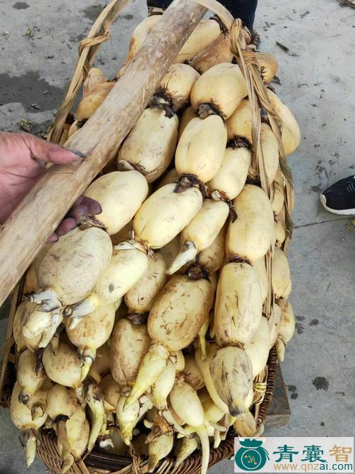 中药材塘边藕图片