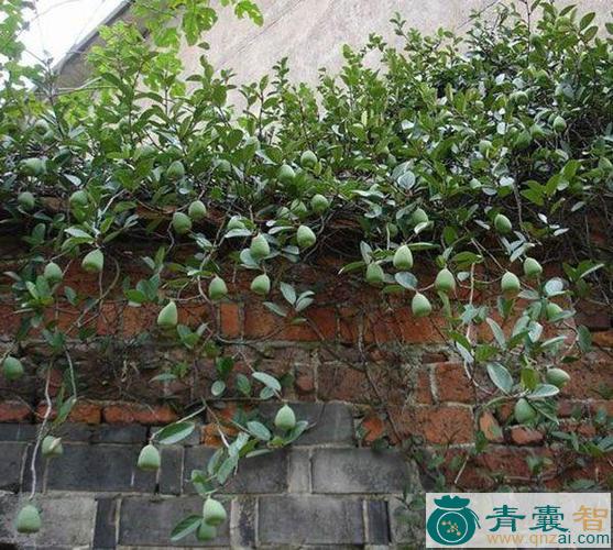 墙脚柱的性状性味归经以及功效用法-青囊智