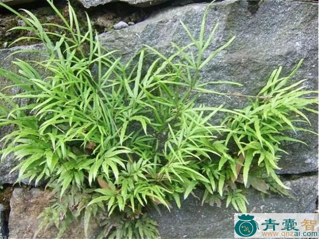 中药材墙草根图片