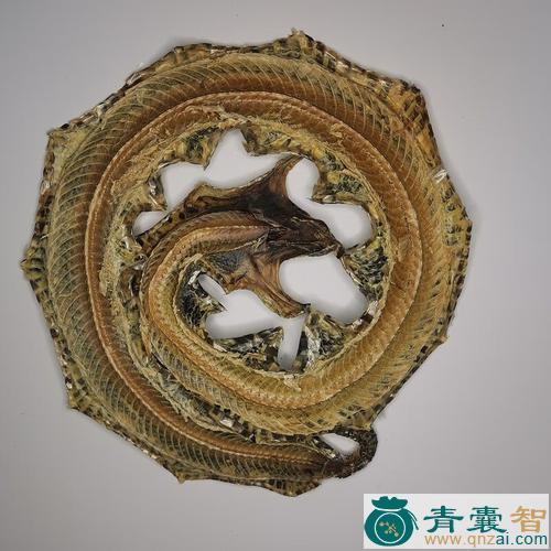 中药材墙蛇图片