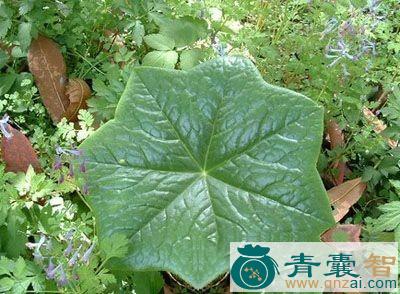 中药材墨地图片