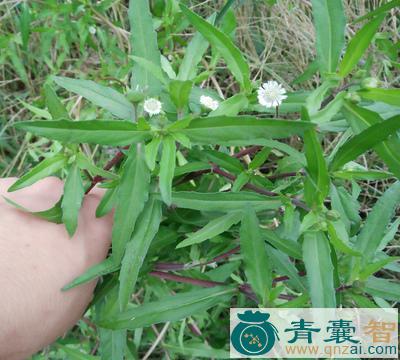 中药材墨斗草图片
