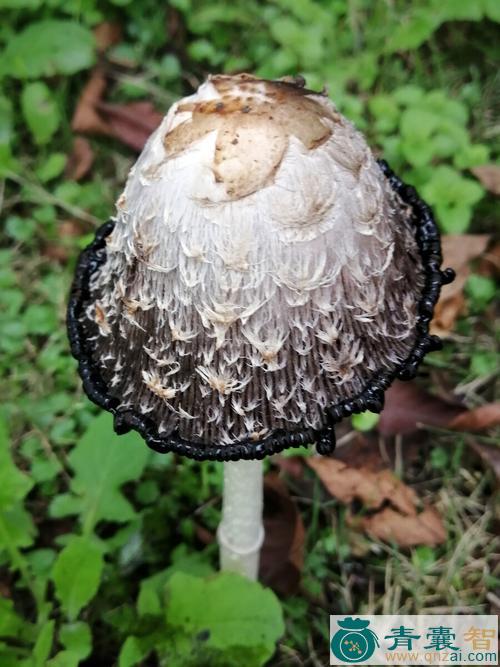 墨汁鬼伞的性味归经以及功效用法和注意事项-青囊智