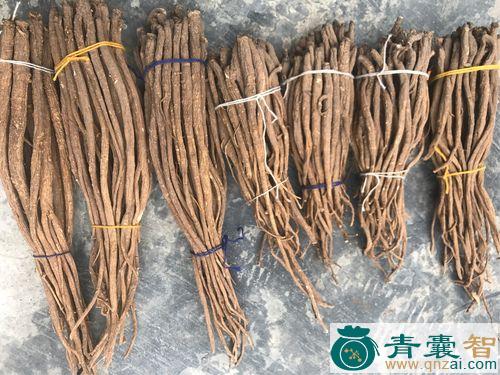 中药材墨要色尔坚图片