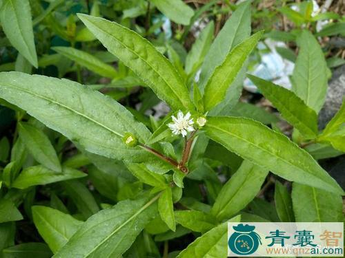 中药材墨记草图片
