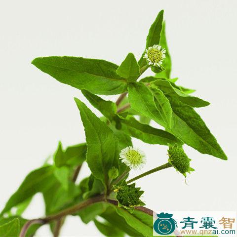 中药材墨记菜图片