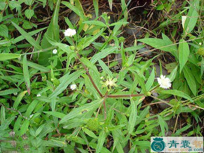 中药材墨鱼须草图片