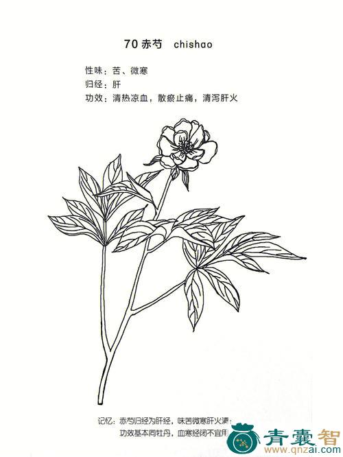中药材壁水腧图片