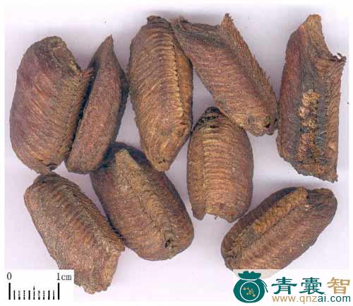 中药材壁蟢窠图片