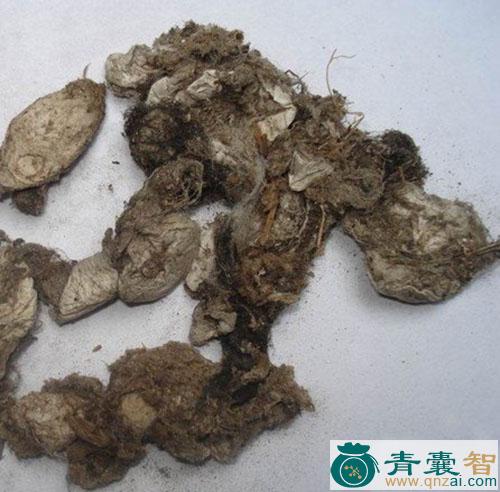 中药材壁钱幕图片