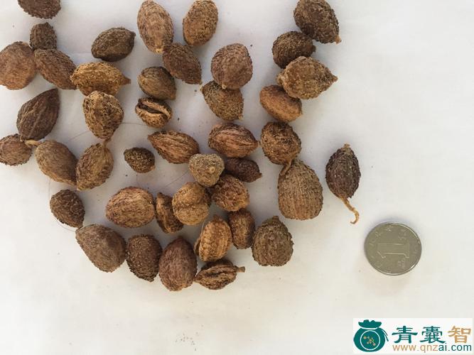 壳砂的性状性味归经以及功效用法-青囊智