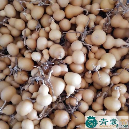 中药材壶芦图片