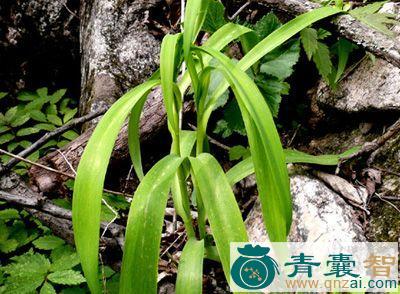中药材复叶披麻草根图片