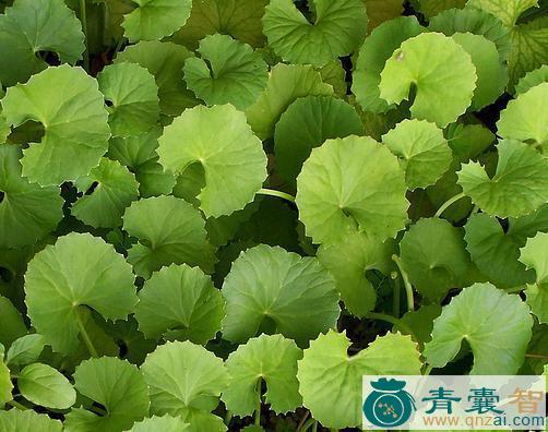 中药材复箸碗草图片