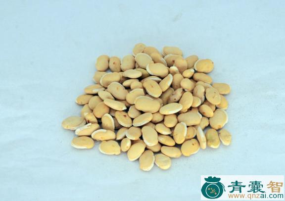 中药材夏豆图片