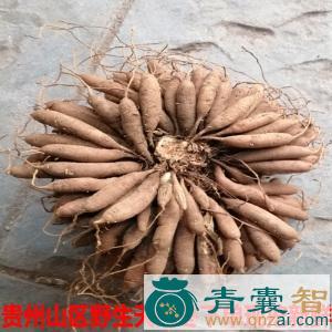 中药材多儿母图片