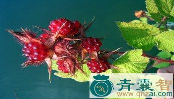 中药材多腺悬钩子图片