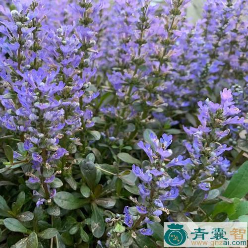 中药材多花筋骨草图片