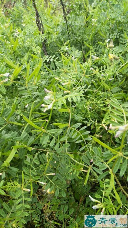 中药材多茎野豌豆图片