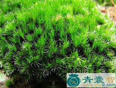 多蒴曲尾藓的性状以及功效用法-青囊智