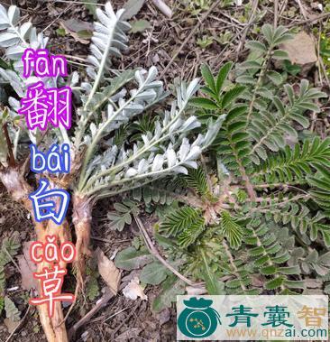 夜翻草的性状性味归经以及功效用法和注意事项-青囊智