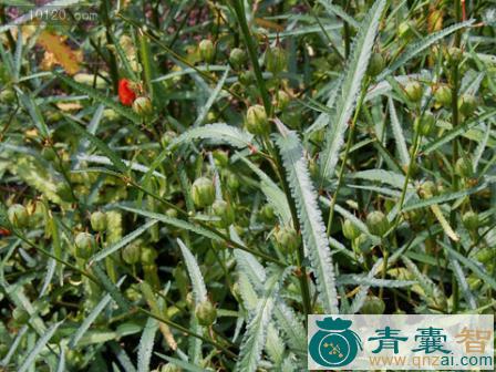 夜落金钱的性状性味归经以及功效用法-青囊智