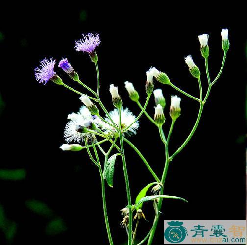 中药材夜香牛图片