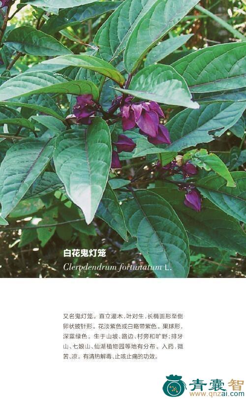 中药材夜鬼灯笼图片