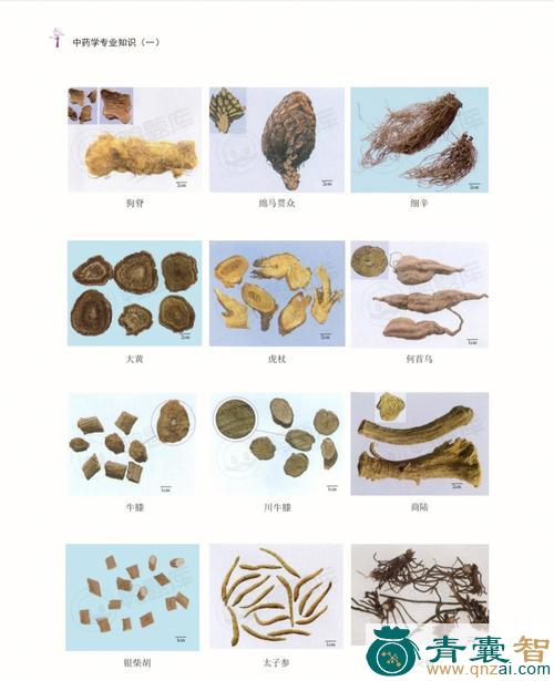 够哈哄的性味归经以及功效用法-青囊智