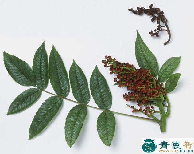 中药材大一面绿图片