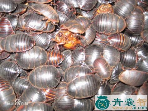中药材大乌壳硬虫图片