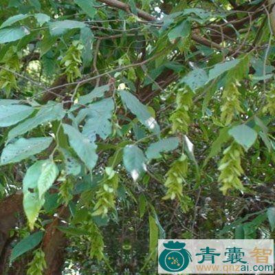 中药材大二朗箭图片