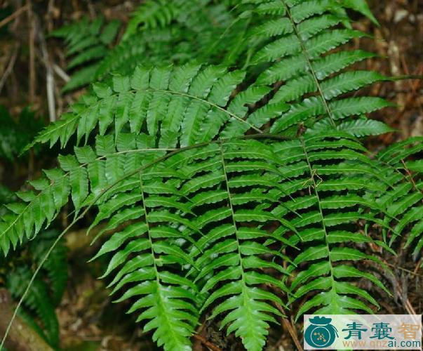 中药材大克蕨图片